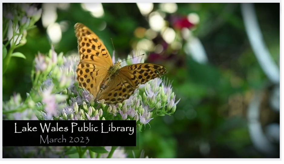 March thumbnail butterfly