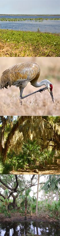 Kissimmee State Park V2